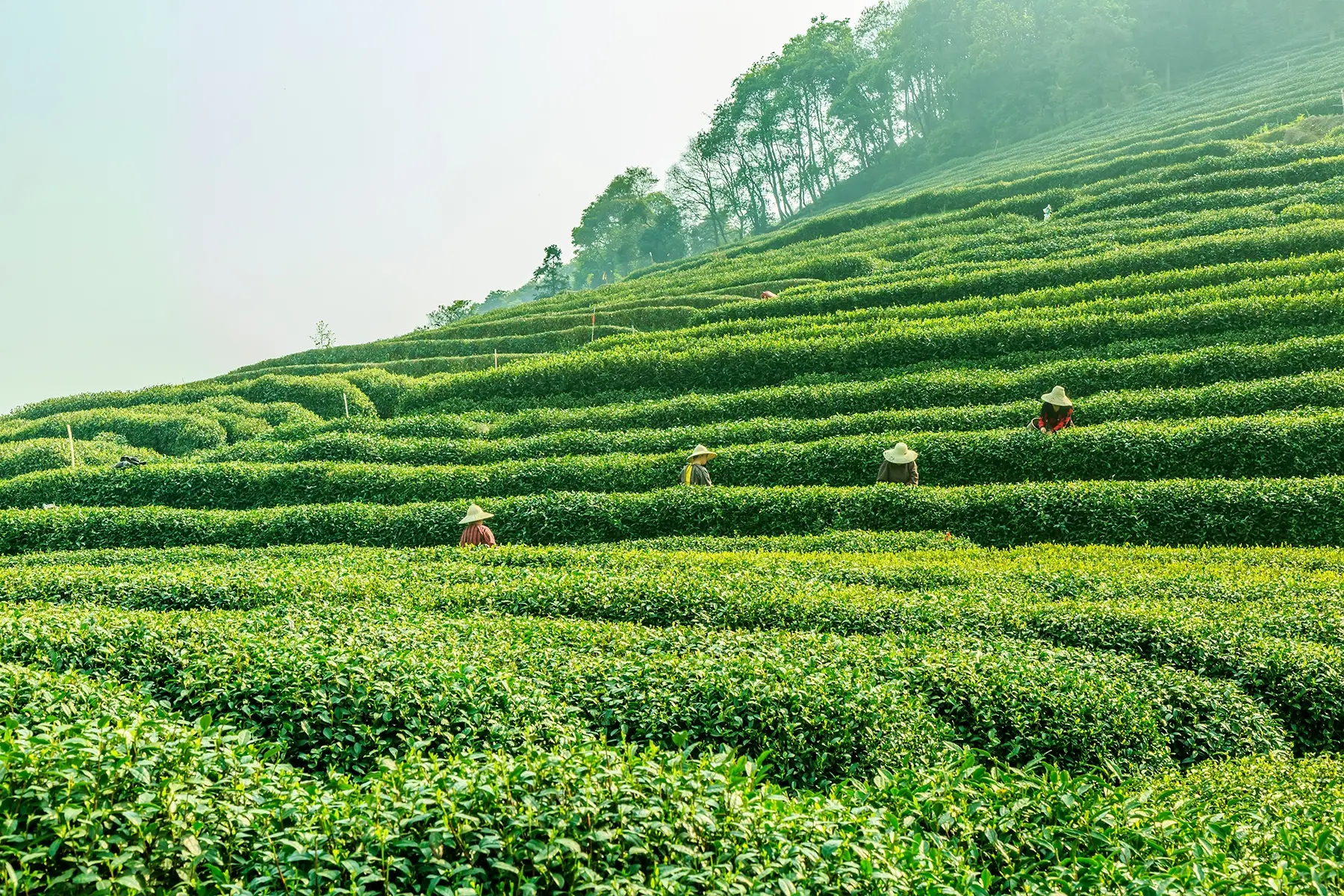 Tea Plantation Indonesian Exporter Manufacturer Plantation Wholesaler West Java